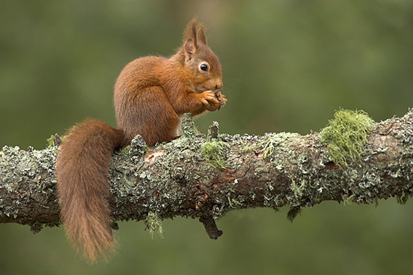 Red Squirrel on lichen covered conifer.