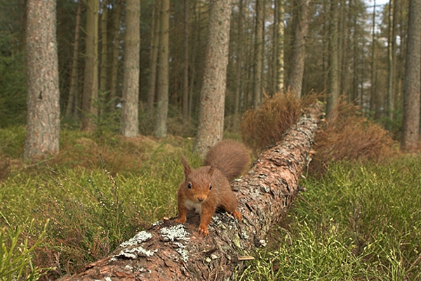 Red Squirrel on fallen pine trunk,in habitat.