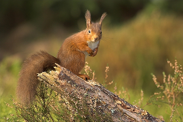Red Squirrel stood on pine stump in heather.