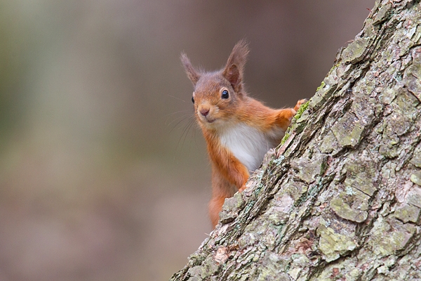 Red Squirrel peering around trunk. Mar '19.