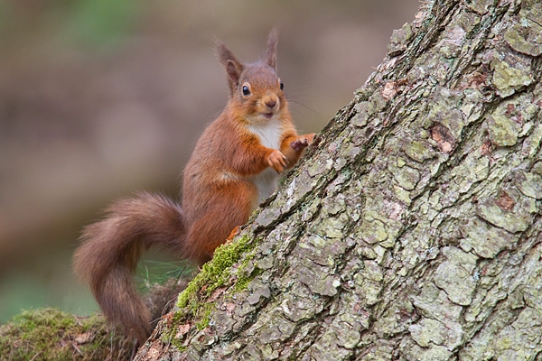 Red Squirrel sat up on trunk. Mar '19.