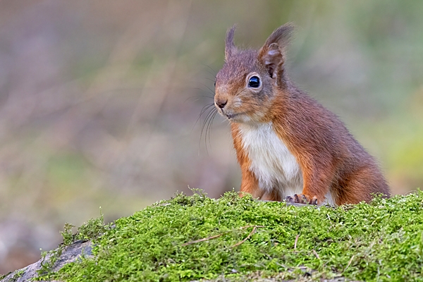 Red Squirrel behind mossy rock 2. Feb. '24.