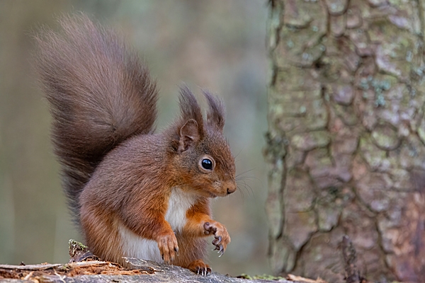 Red Squirrel on fallen rotting tree 1. Feb. '24.