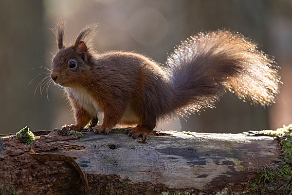 Red Squirrel backlit 4. Feb. '24.