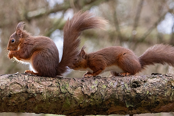 Red Squirrels male sniffing female. Feb. '24.