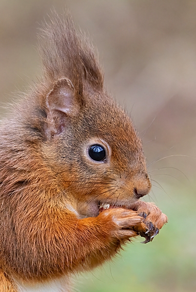 Red Squirrel Portrait. Feb. '24.