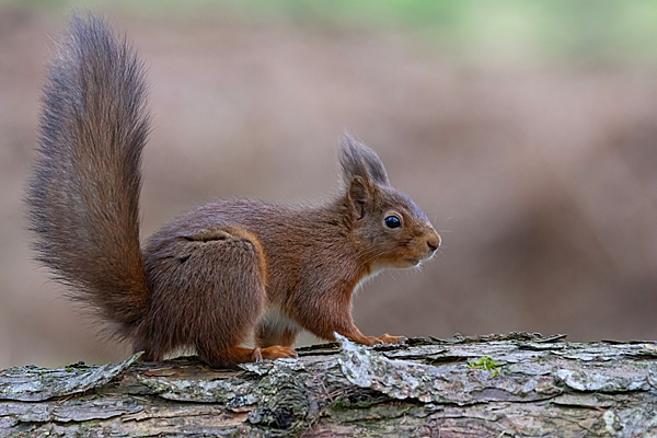 Red Squirrel with uplifted tail. 2 Feb. '25.