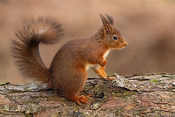 Red Squirrel with curled up tail 1. Feb. '25.