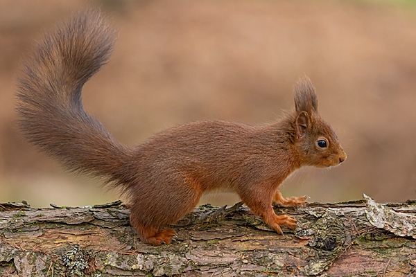 Red Squirrel on fallen pine tree 1. Feb. '25.