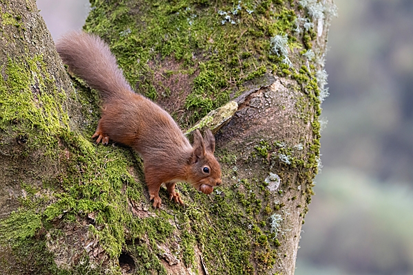 Red Squirrel in tree fork 2. Feb. '25.