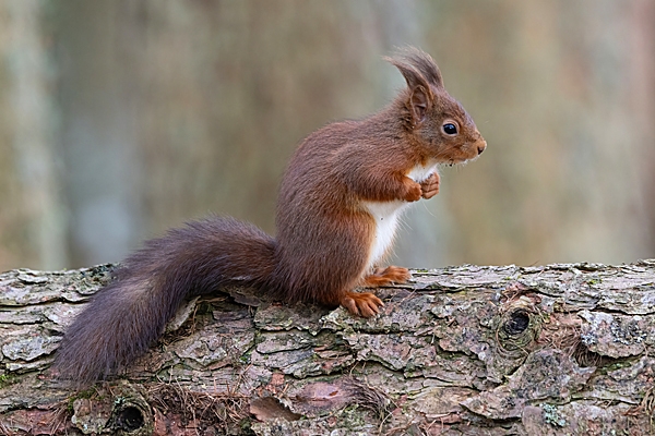 Red Squirrel,upright on fallen pine tree 1. Feb. '25.