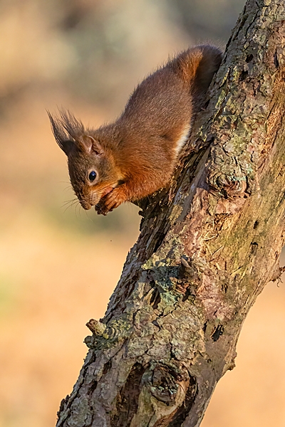 Red Squirrel on decaying larch tree 3.. Feb. ''25.