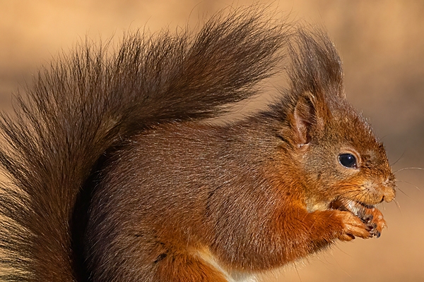Red Squirrel Portrait. Feb. '25.