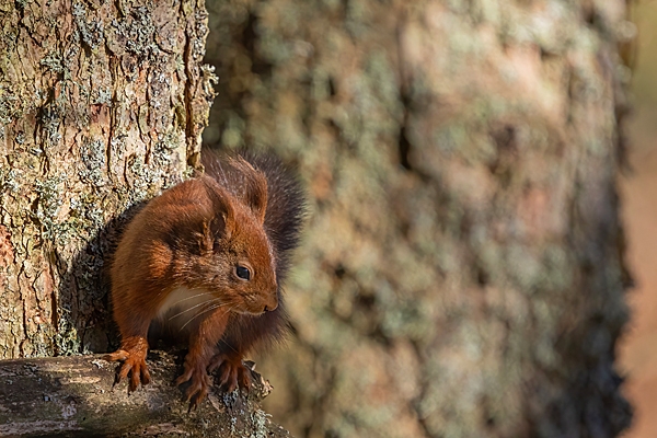 Red Squirrel on larch trunk. Feb. '25.