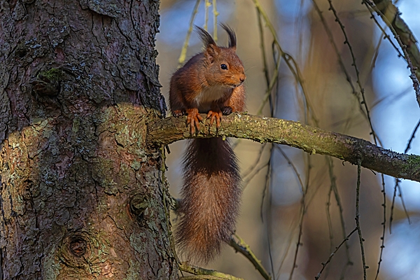 Red Squirrel on larch tree branch. Feb. '25.