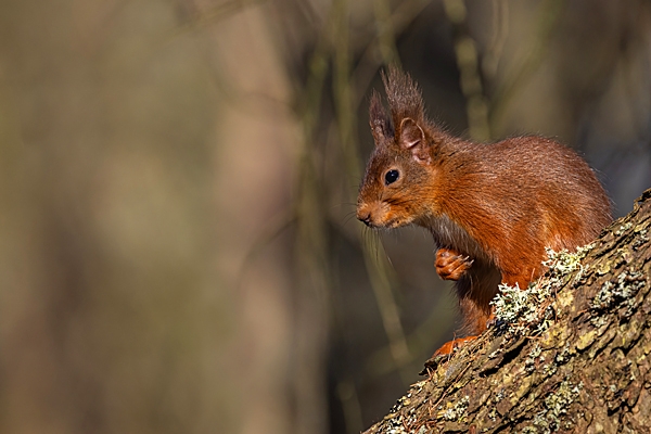 Red Squirrel on overhanging larch trunk 2. Feb. '25.