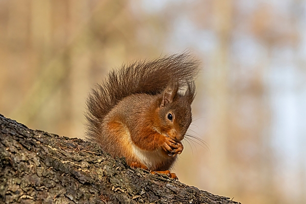 Red Squirrel with sunlit larch background 4. Mar. '25.