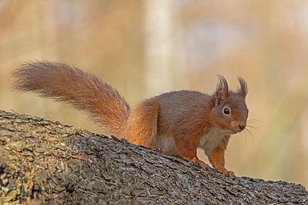 Red Squirrel with sunlit larch background 1. Mar. '25.