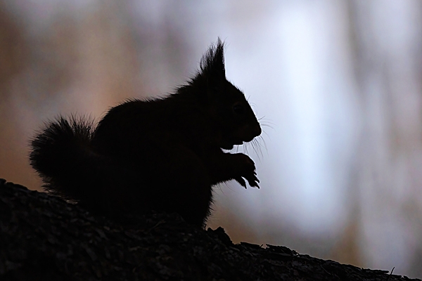 Red Squirrel Silhouette. Mar. '25.