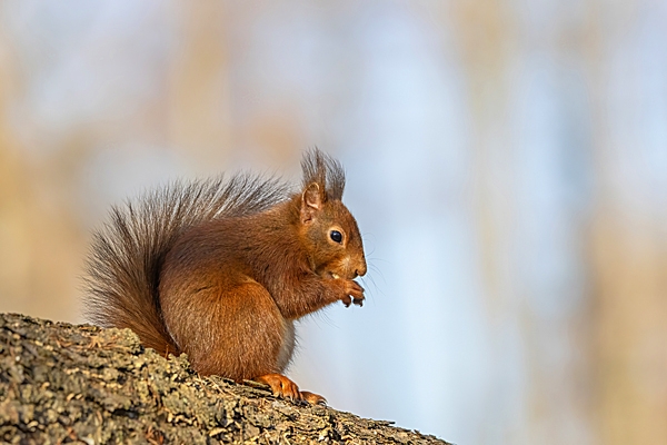Red Squirrel eating nut on larch trunk. Mar. '25.