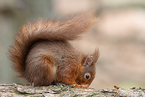 Red Squirrel having a sniff. Mar. '25.
