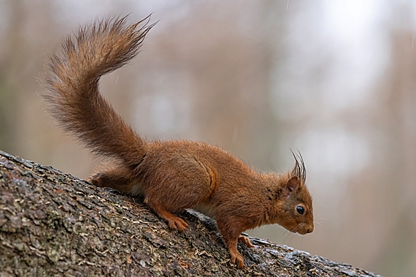 Red Squirrel...a bit damp. Mar. '25.
