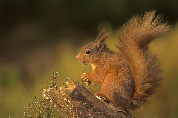 Bushy Tailed Red Squirrel.