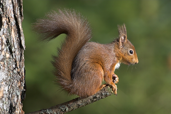 Red Squirrel at end of pine branch.