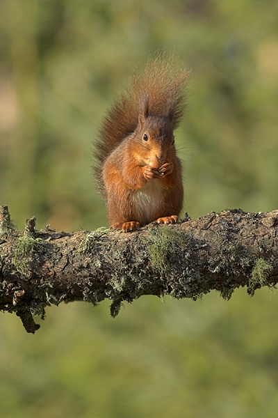 Red Squirrel eating hazel nut.