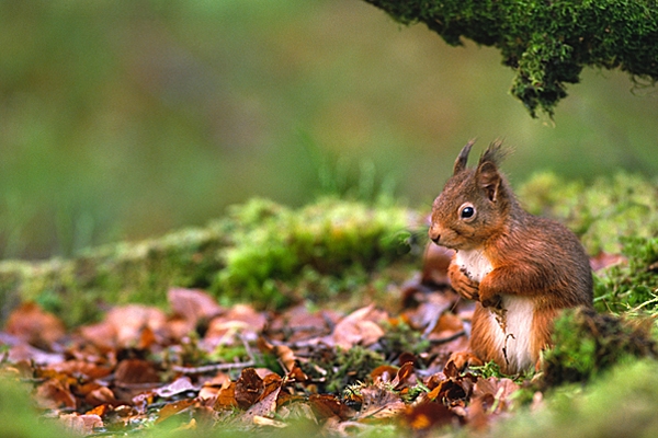 Red Squirrel,hiding from sparrowhawk.