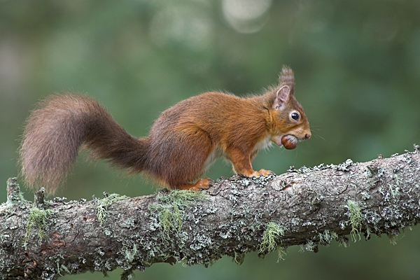 Red Squirrel with hazel nut.