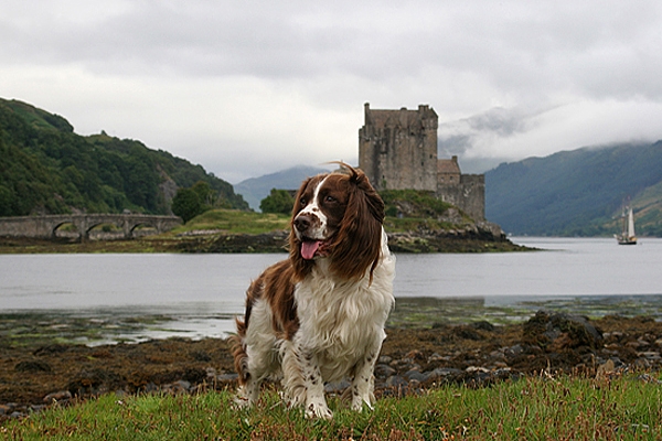 Beckham at Eilean Donan Castle.