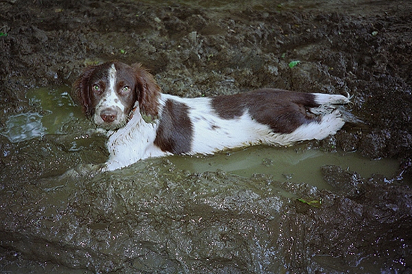 Beckham loved mud!