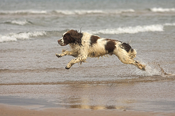 Ollie,mid leap.