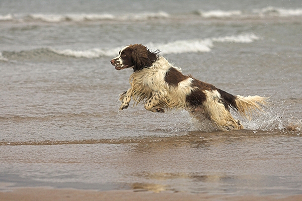 Ollie takes off.