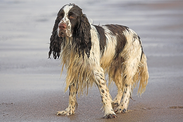 Ollie,wet and bedraggled.