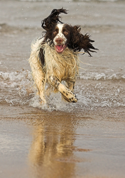 Ollie,wildly happy.