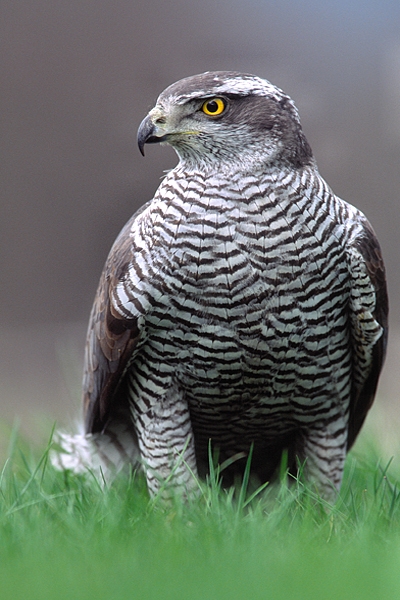 Goshawk in grass.