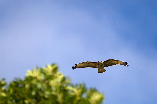 Buzzard in flight. Sept.'11.