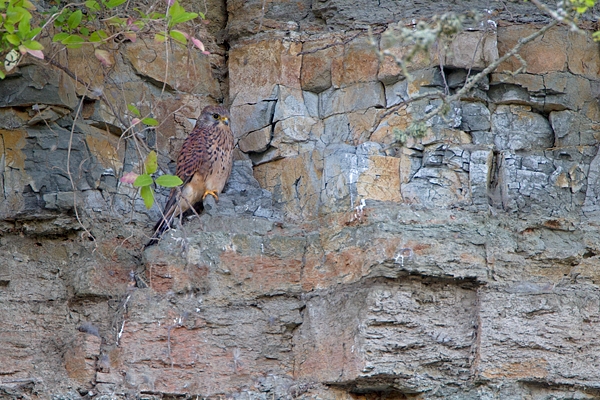 Kestrel on rock face. Sept. '11.