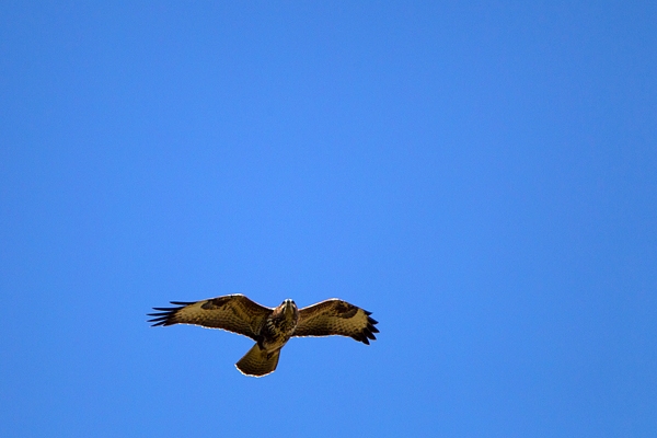 Buzzard overhead. Sept. '11.