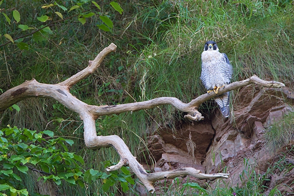 Peregrine on branch 4. Sept. '11.