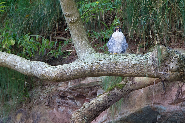 Peregrine on branch,calling. Sept. '11.