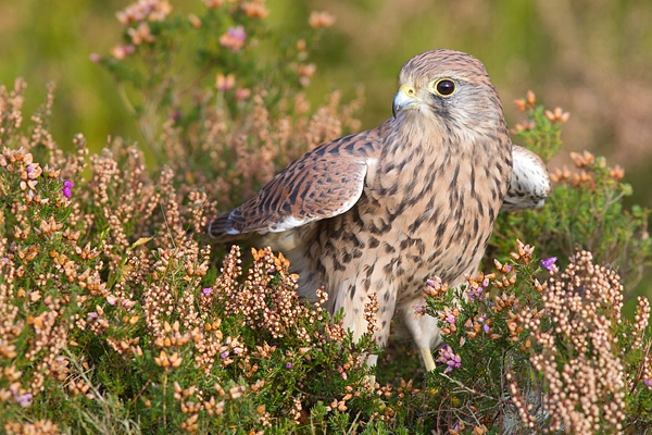 Kestrel f in heather 1. Oct '11.