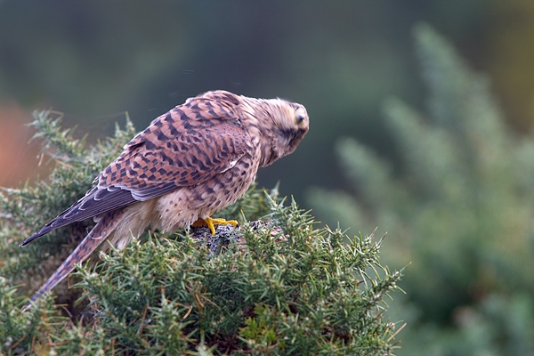 Kestrel f on gorse post 4. Oct '11.