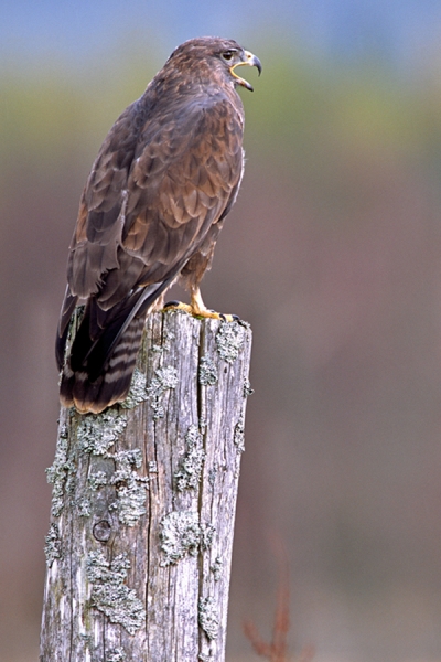 Buzzard,calling in the rain.