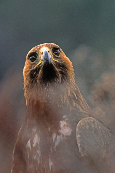 Golden Eagle,facing,in close up through heather.