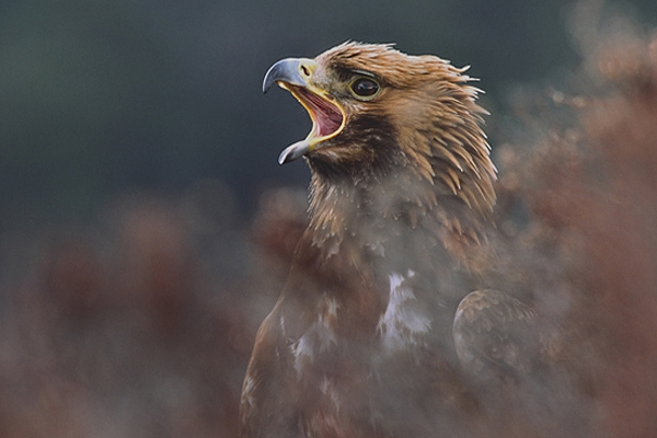 Golden Eagle in close up,through heather,calling.