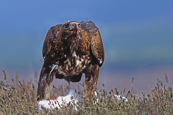 Golden Eagle,facing,over mountain hare prey.