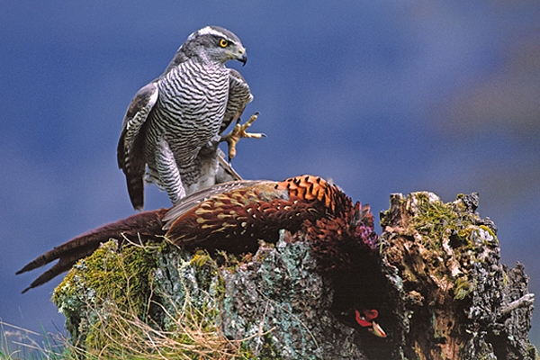 Goshawk stood over pheasant prey.